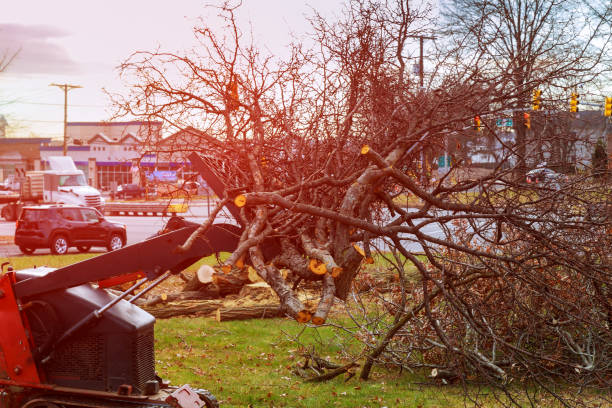 Best Tree Cabling and Bracing  in Athens, PA