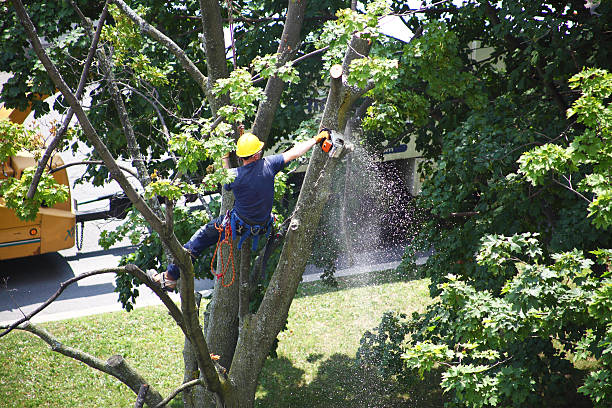 Best Fruit Tree Pruning  in Athens, PA