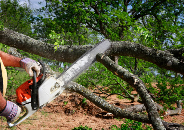 How Our Tree Care Process Works  in  Athens, PA