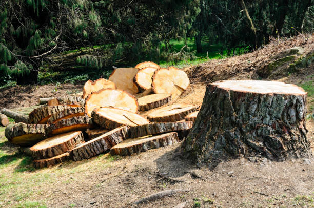 Professional Tree Care in Athens, PA